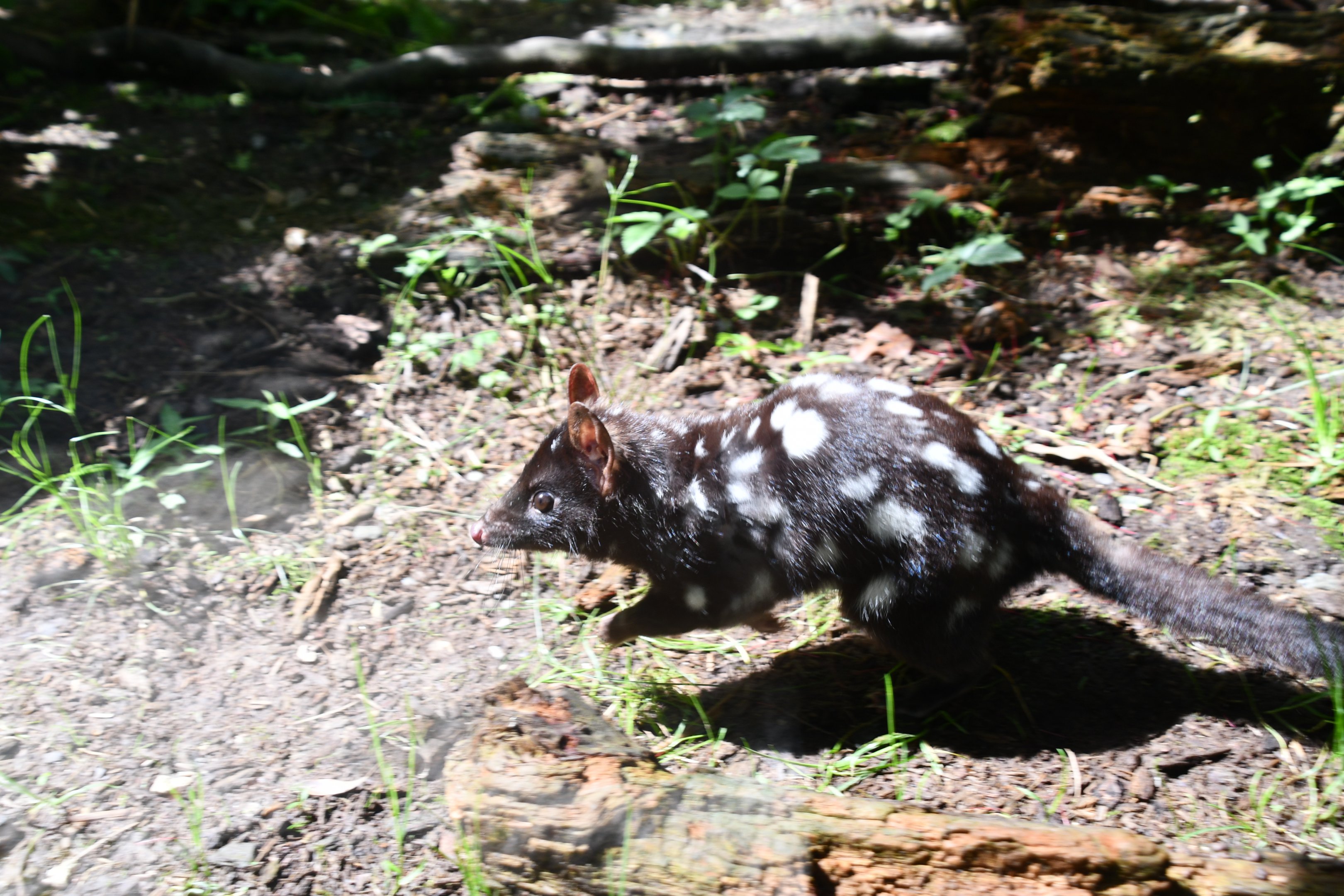 Eastern Quoll