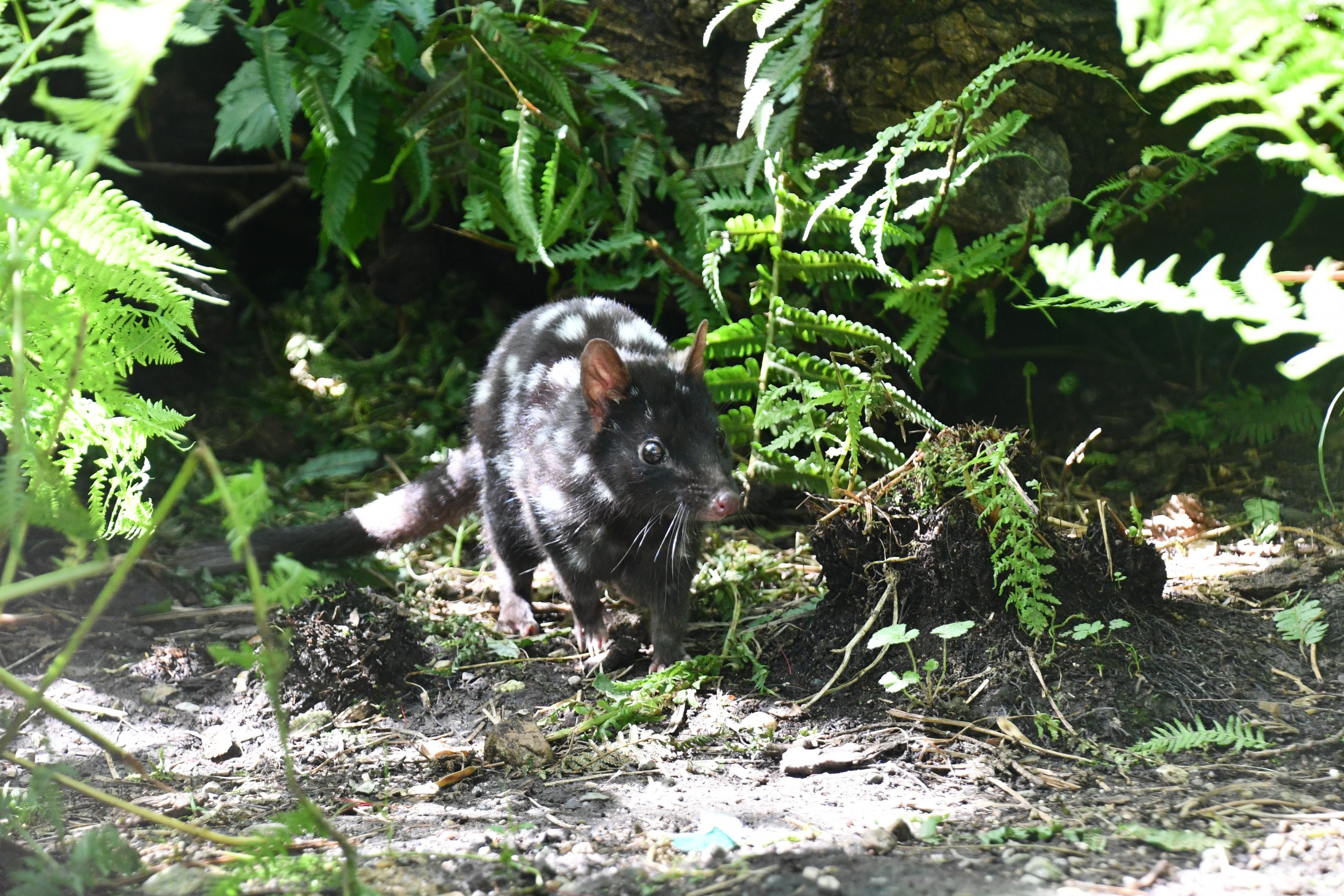 Eastern Quoll
