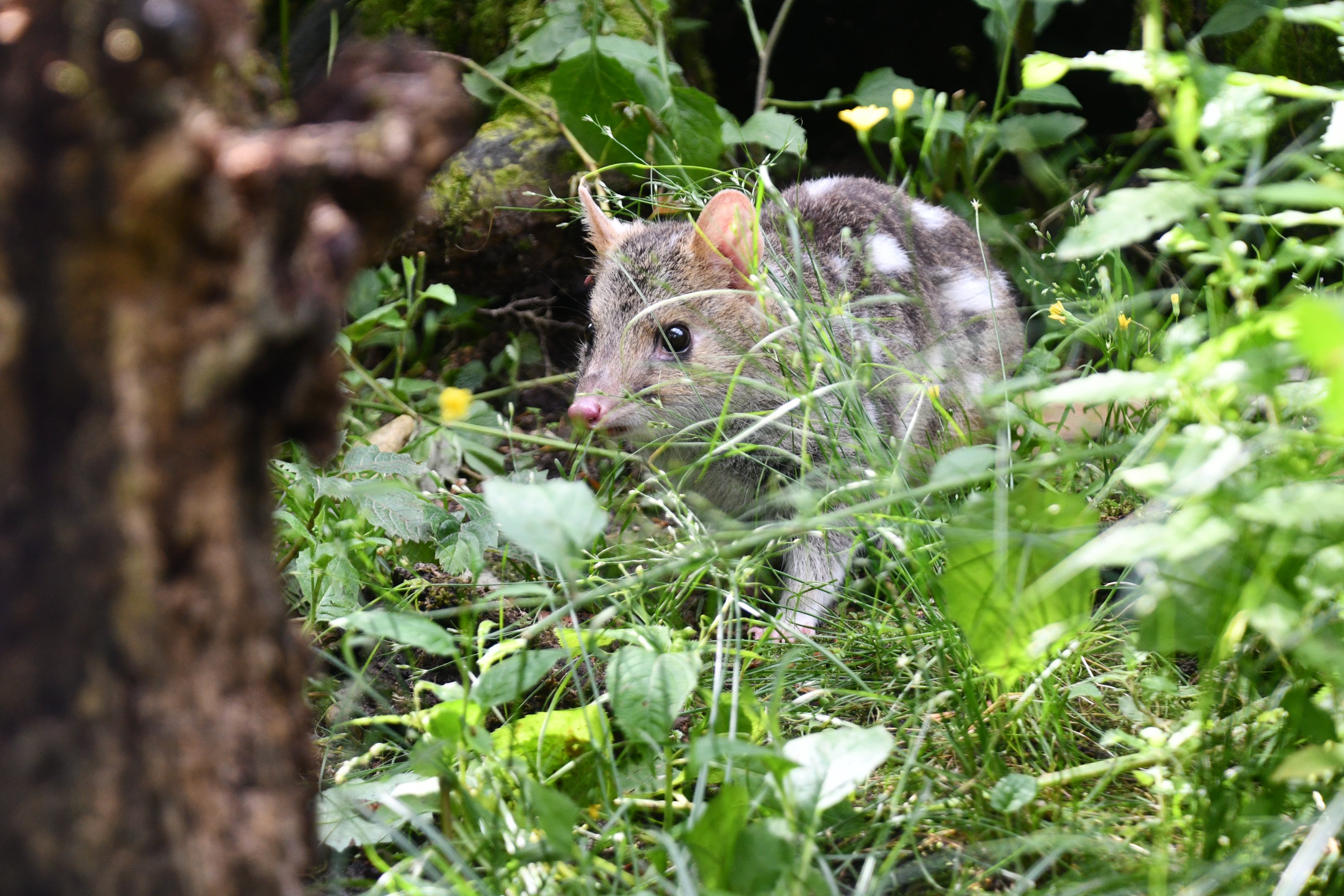 Eastern Quoll
