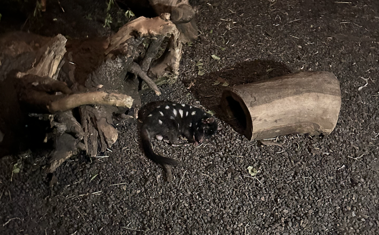 Eastern Quoll