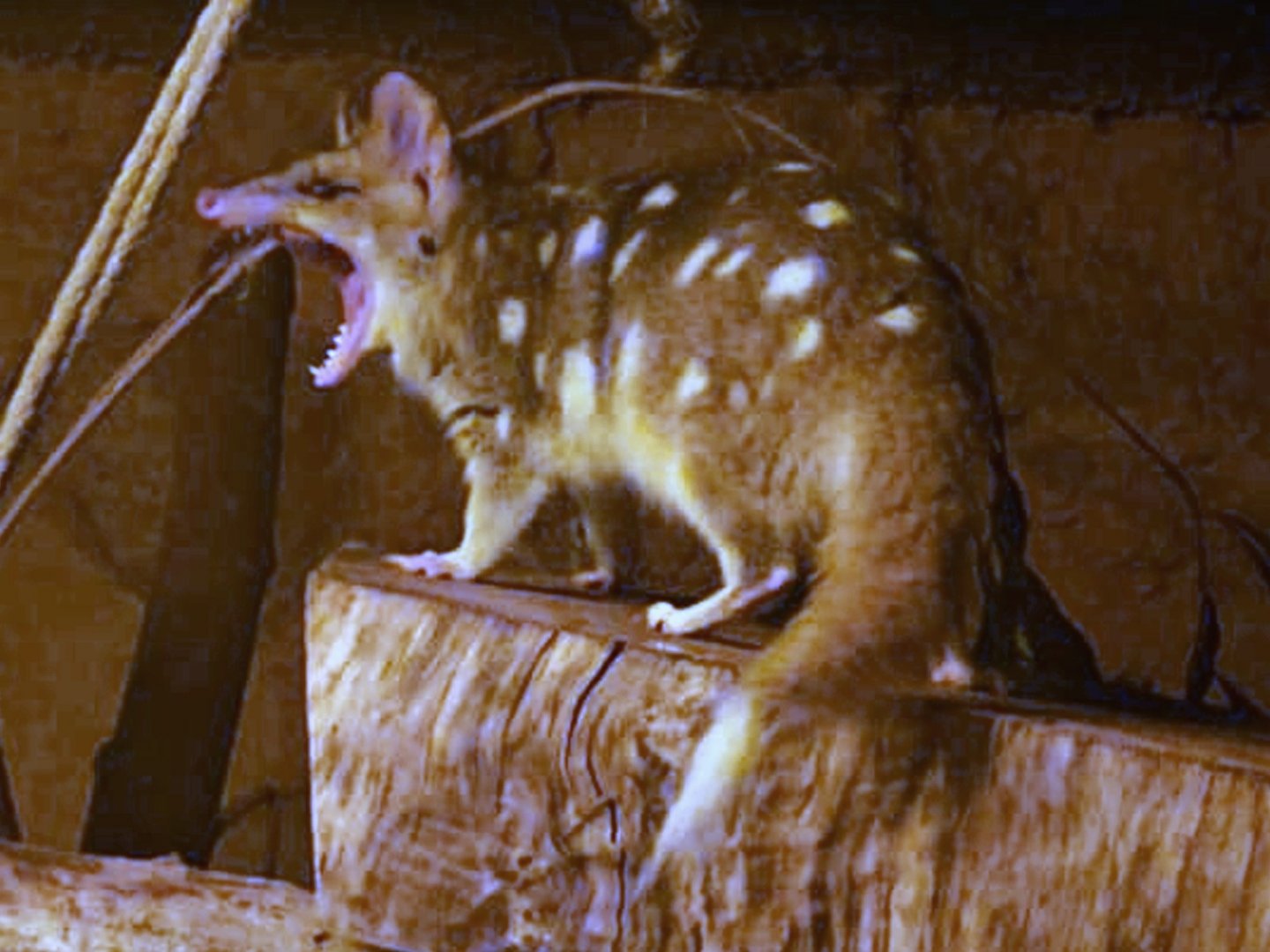 Eastern Quoll
