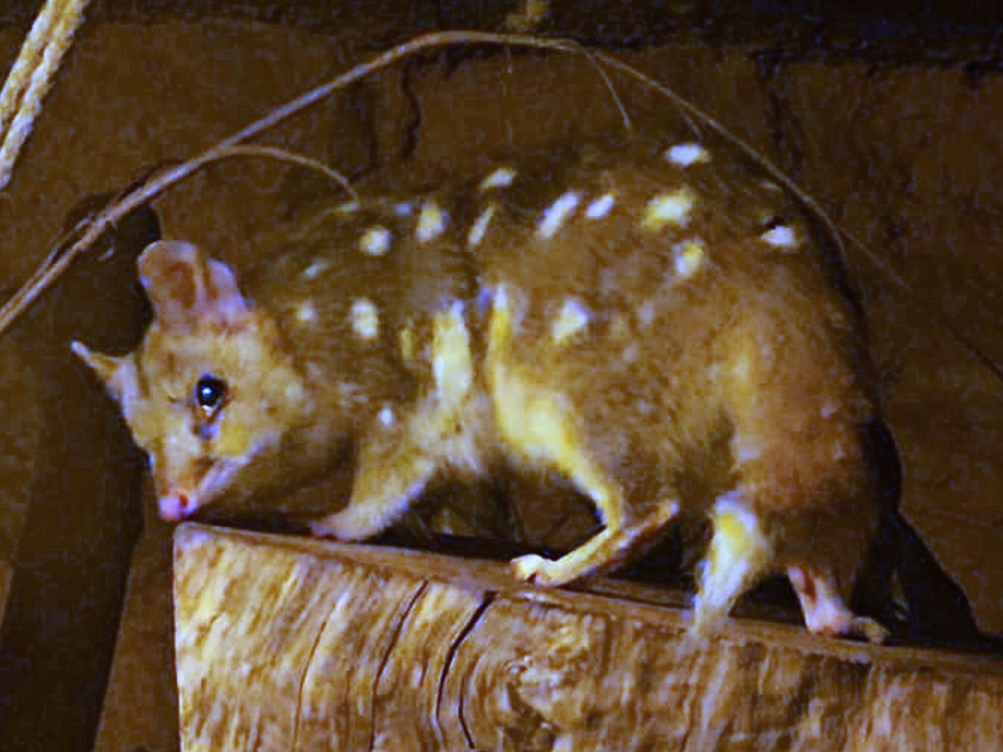Eastern Quoll