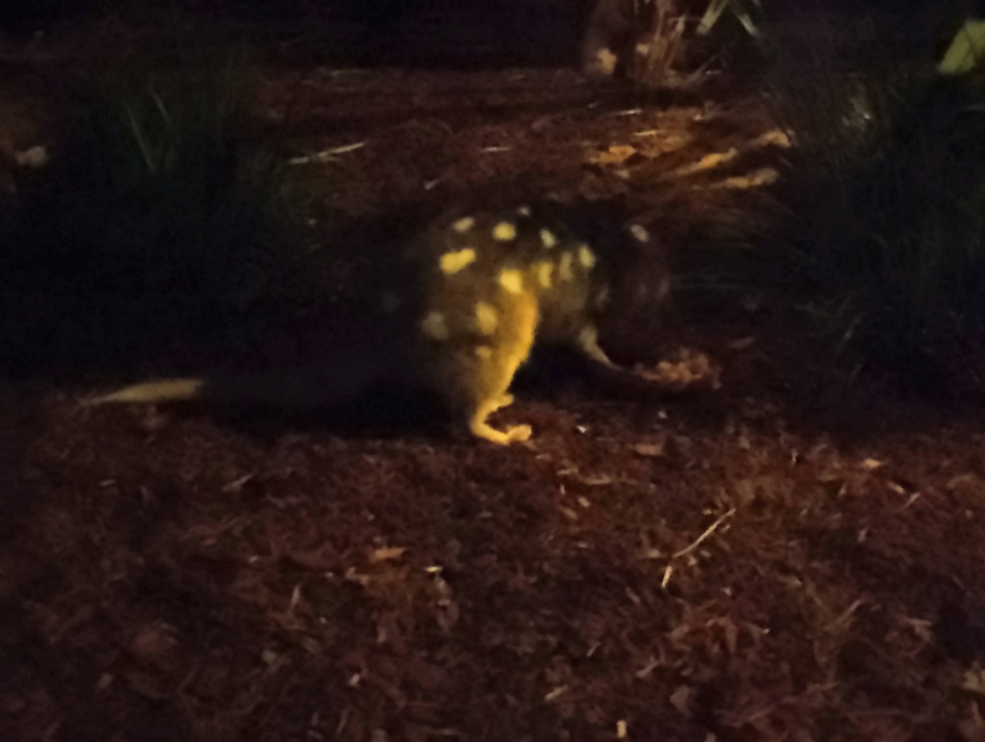 Eastern quoll