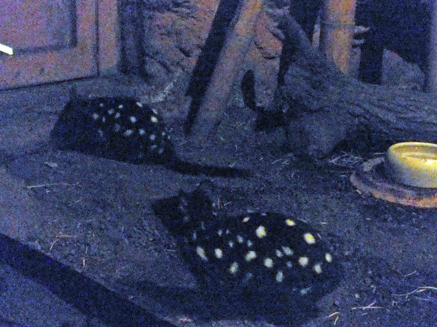 Eastern quolls (dark phase)