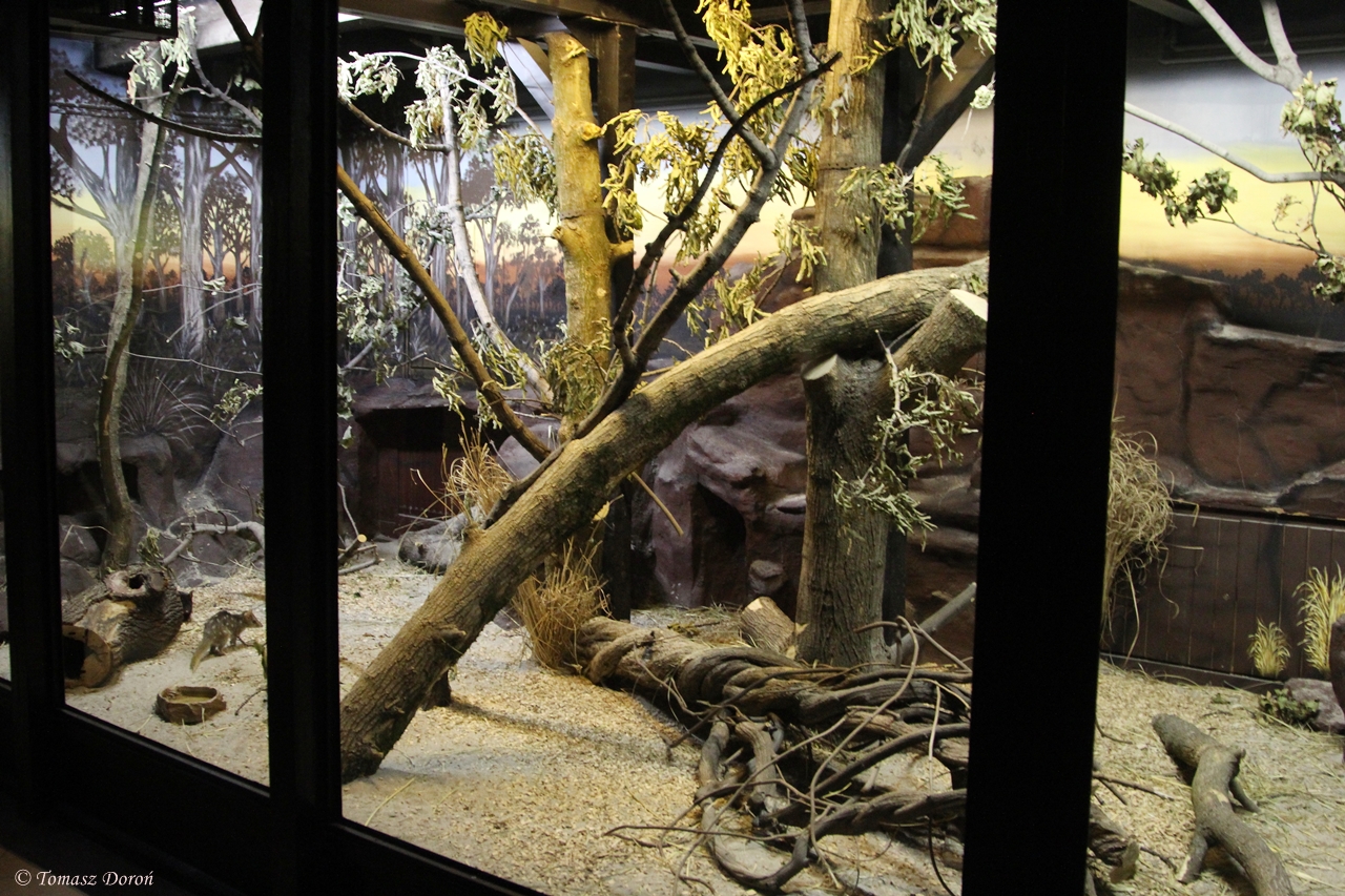 Eastern Quolls (Dasyurus viverrinus) enclosure