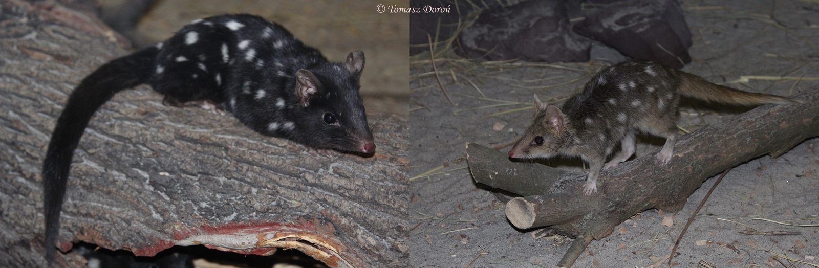 Eastern Quolls (Dasyurus viverrinus) normal and black form