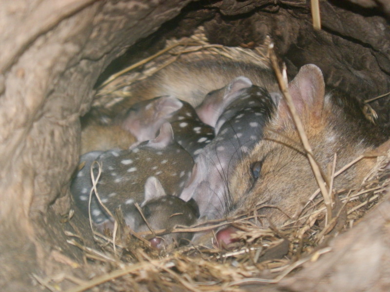 Eastern Quolls