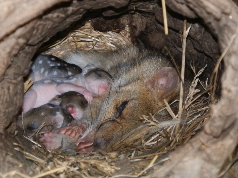 Eastern Quolls