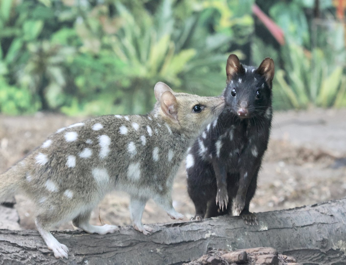Eastern Quolls