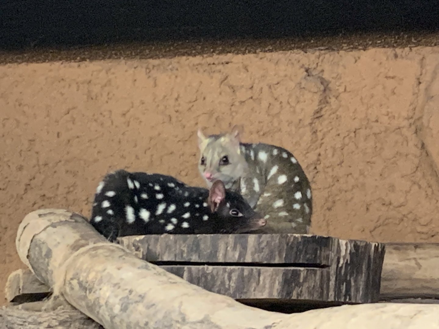 Eastern quolls