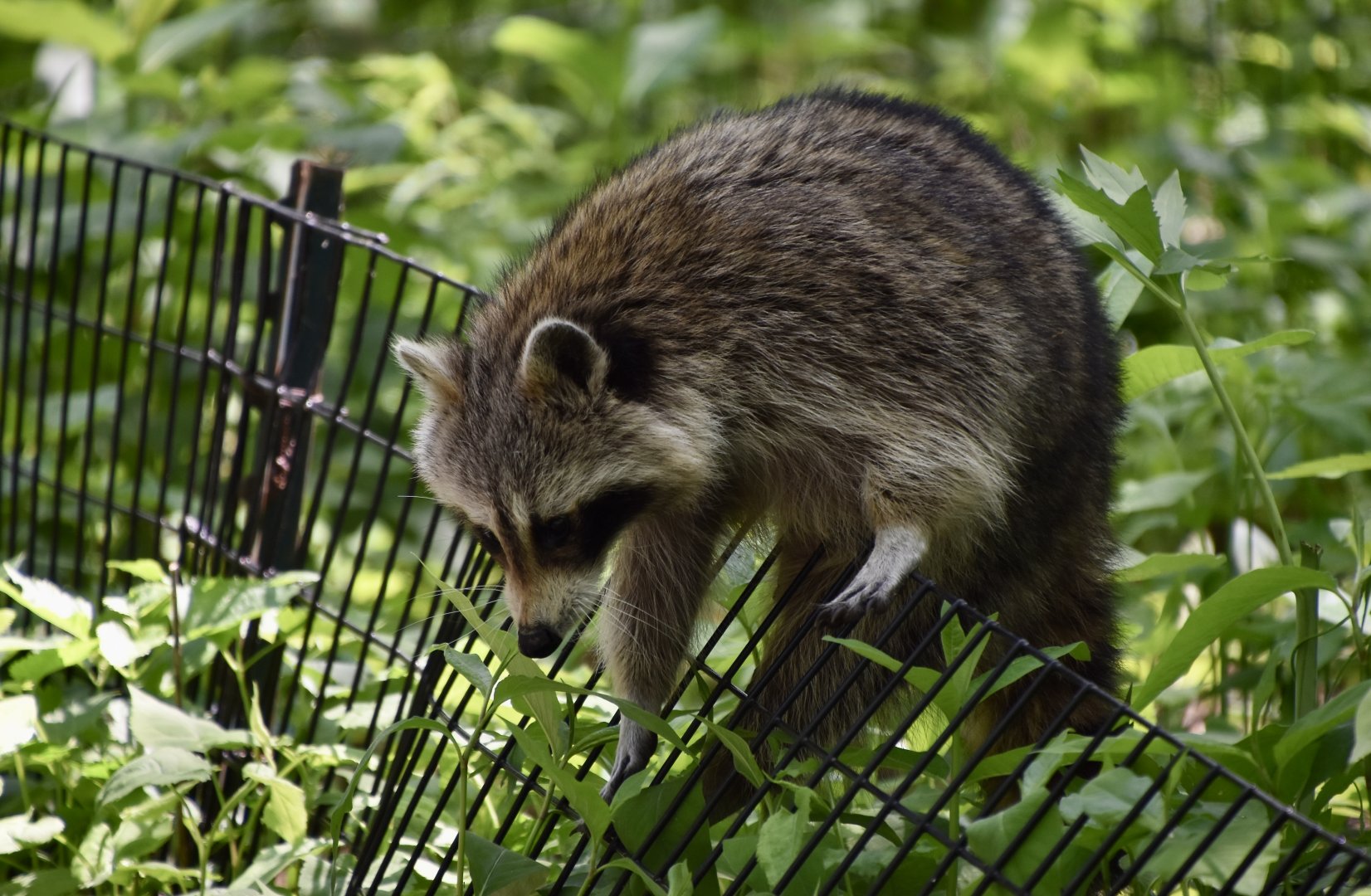 Eastern Raccoon (Procyon lotor lotor) climbing a fence