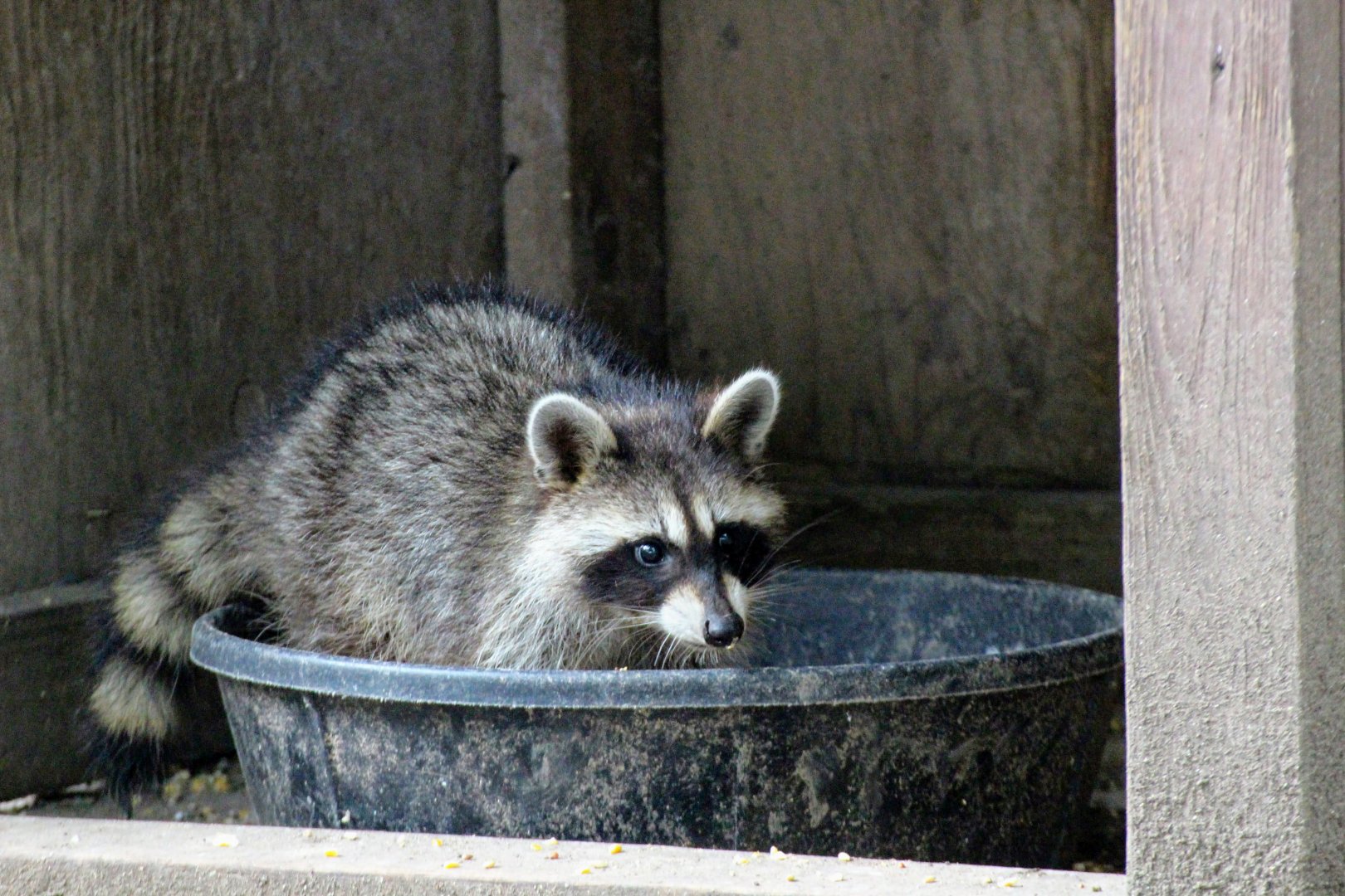 Eastern Raccoon