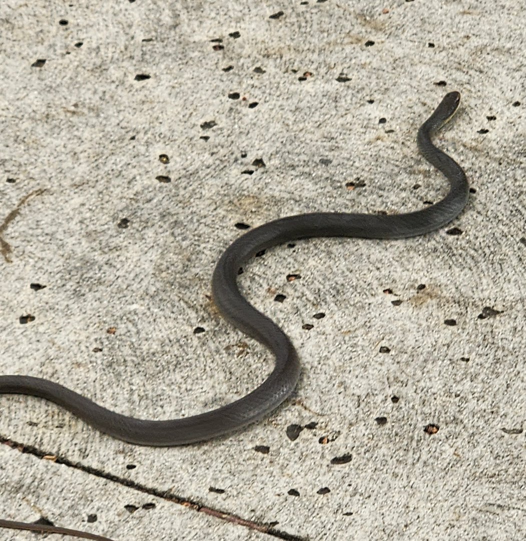 Eastern Racer