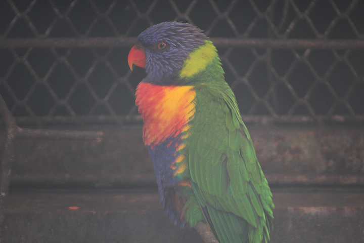Eastern rainbow lorikeet (Trichoglossus moluccanus moluccanus)