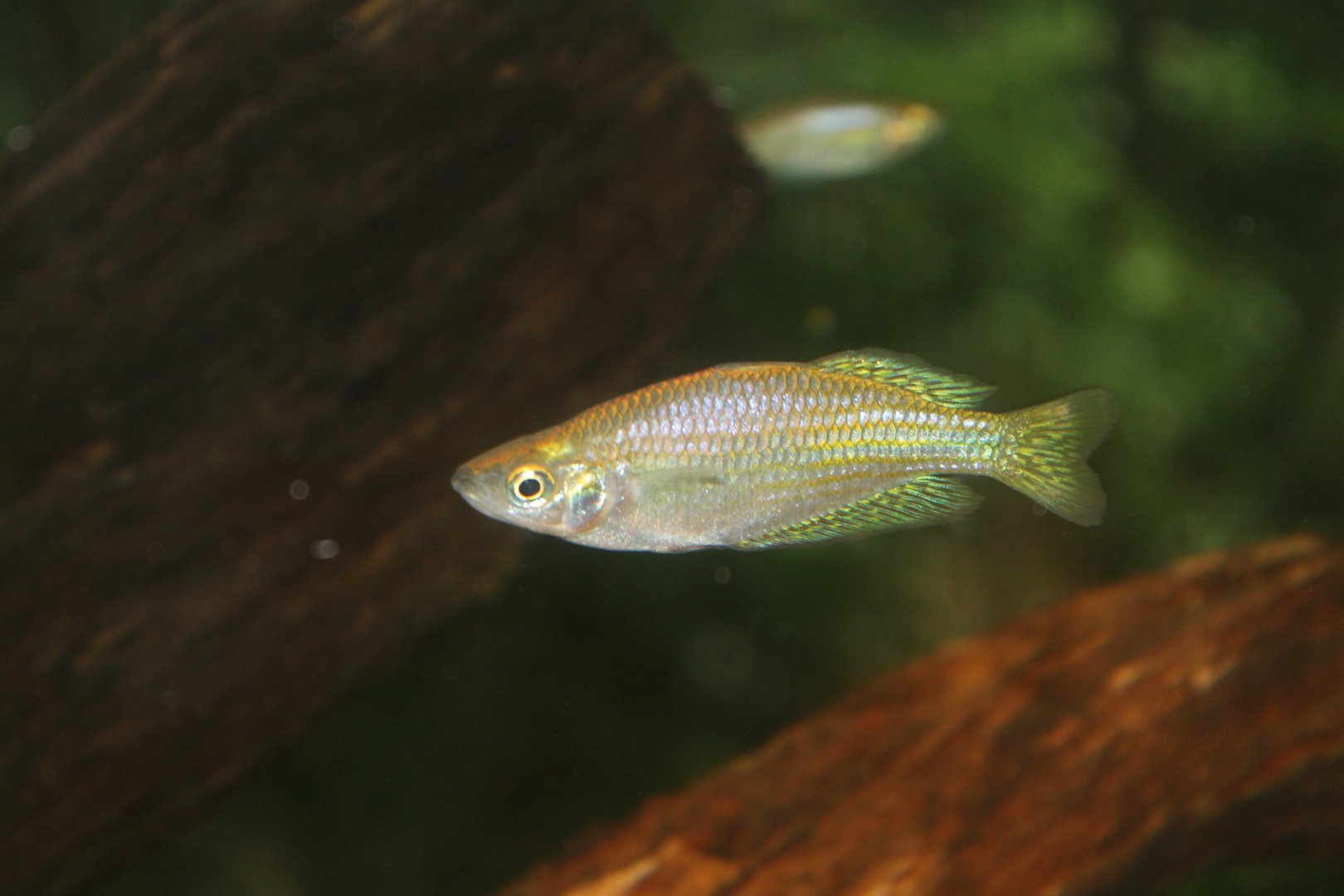 Eastern Rainbowfish (Melanotaenia splendida)