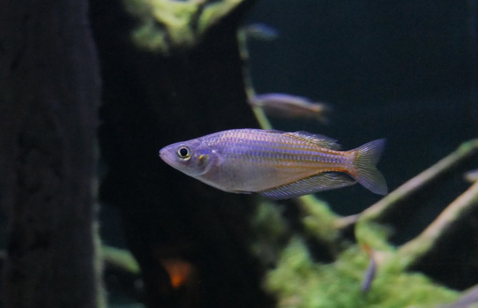 Eastern Rainbowfish (Melanotaenia splendida)