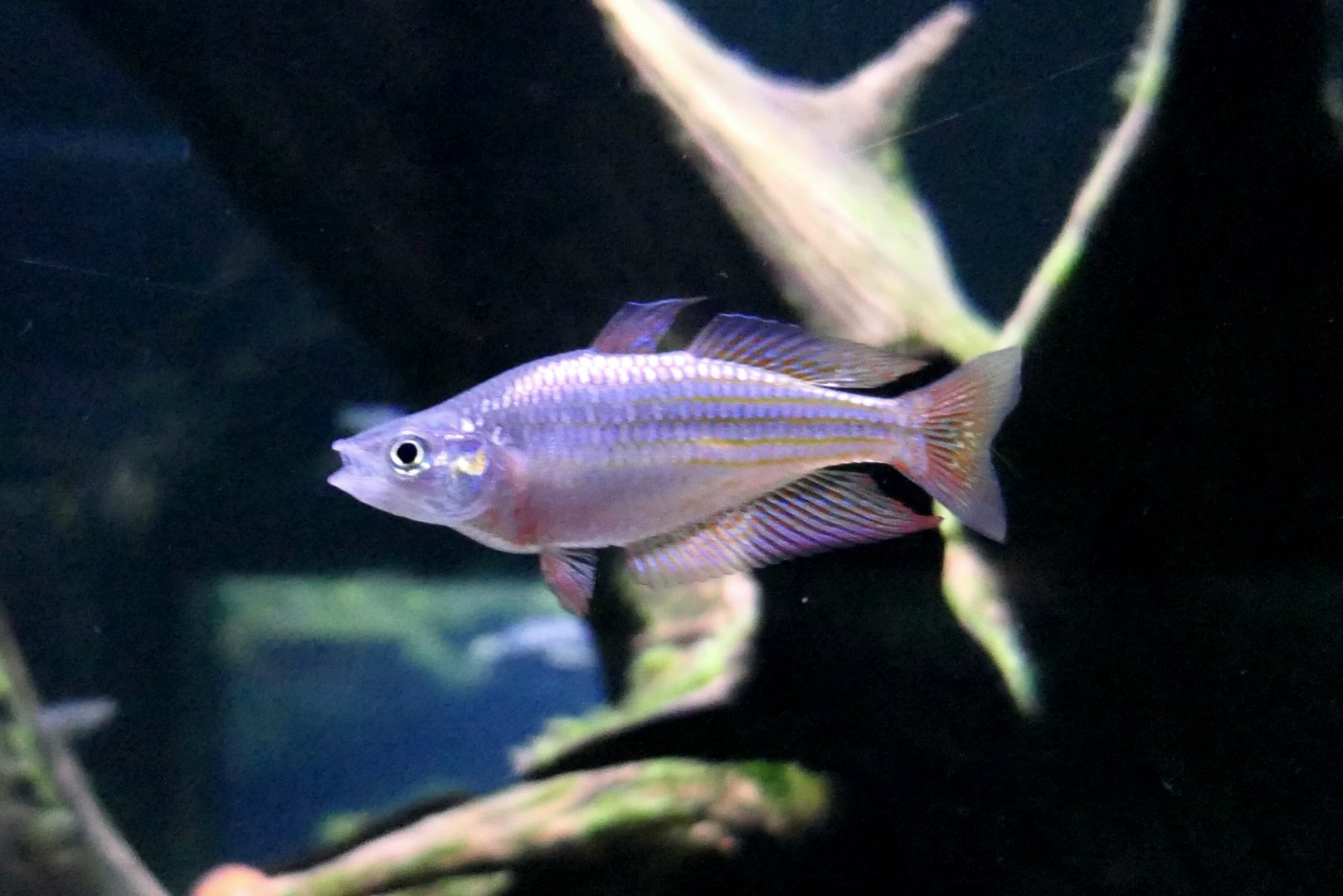 Eastern Rainbowfish (Melanotaenia splendida)