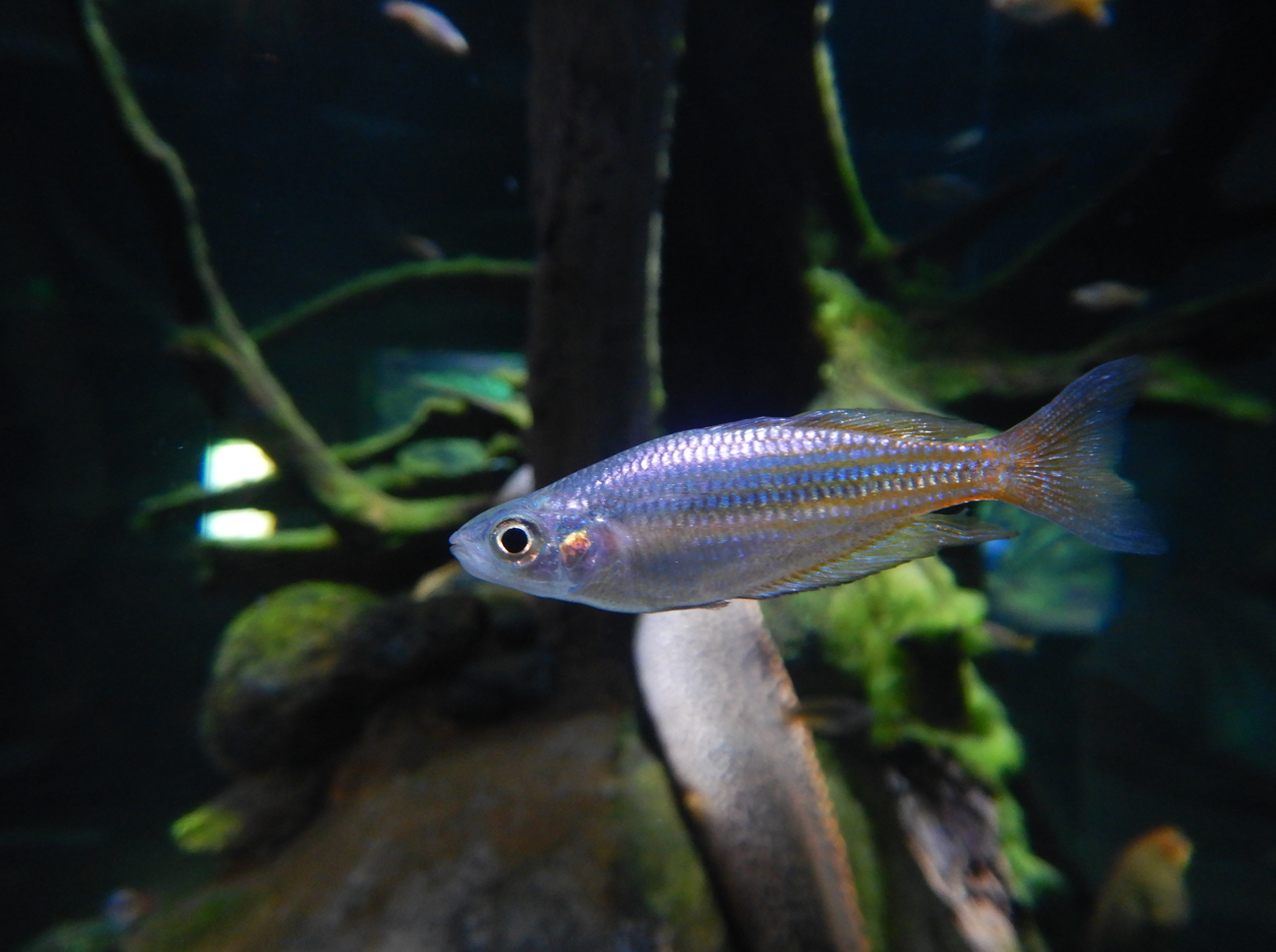 Eastern Rainbowfish