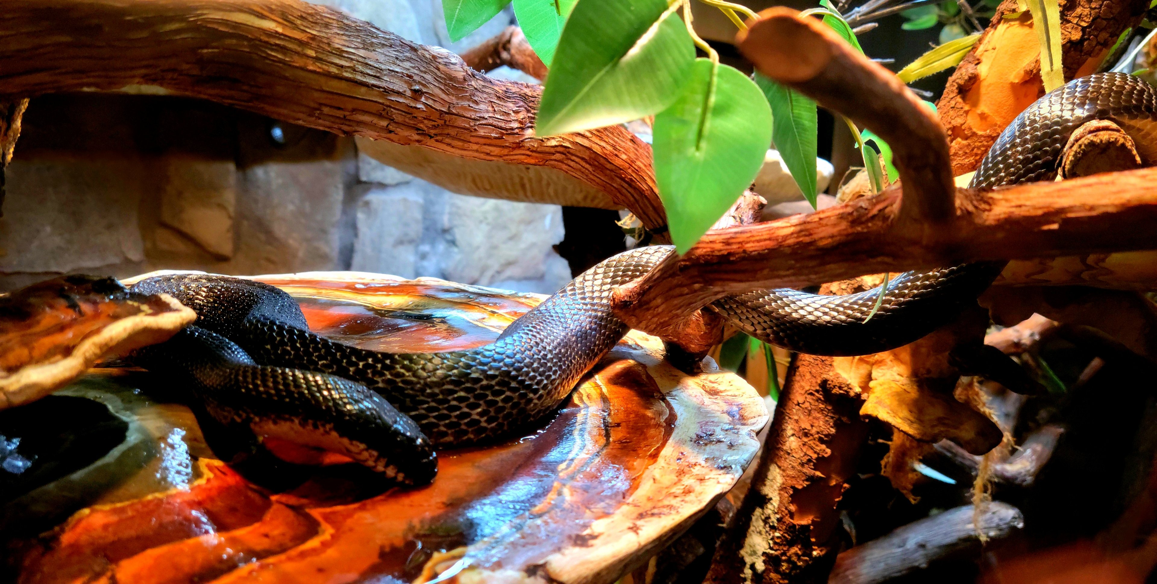 Eastern Rat Snake-April 2025