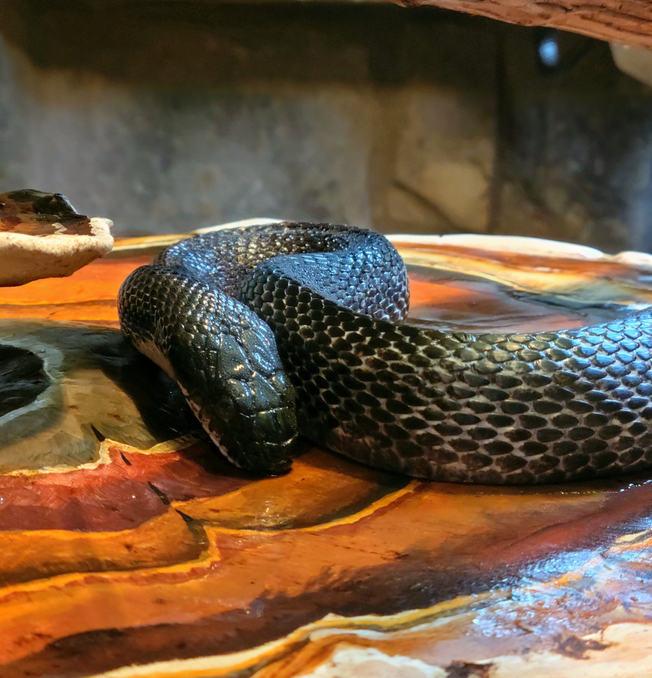 Eastern Rat Snake-April 2025
