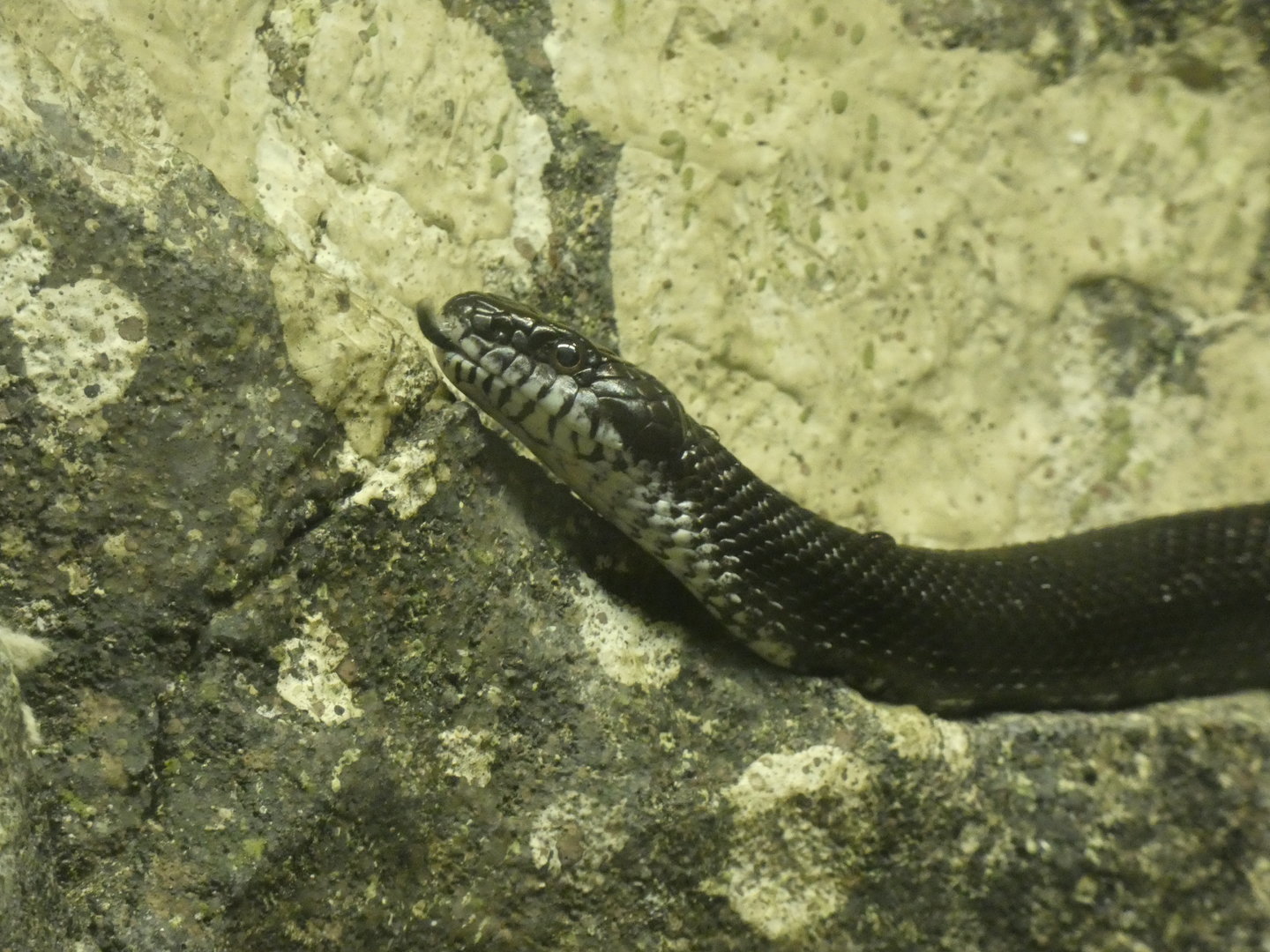 Eastern Rat Snake at the North Carolina Zoo