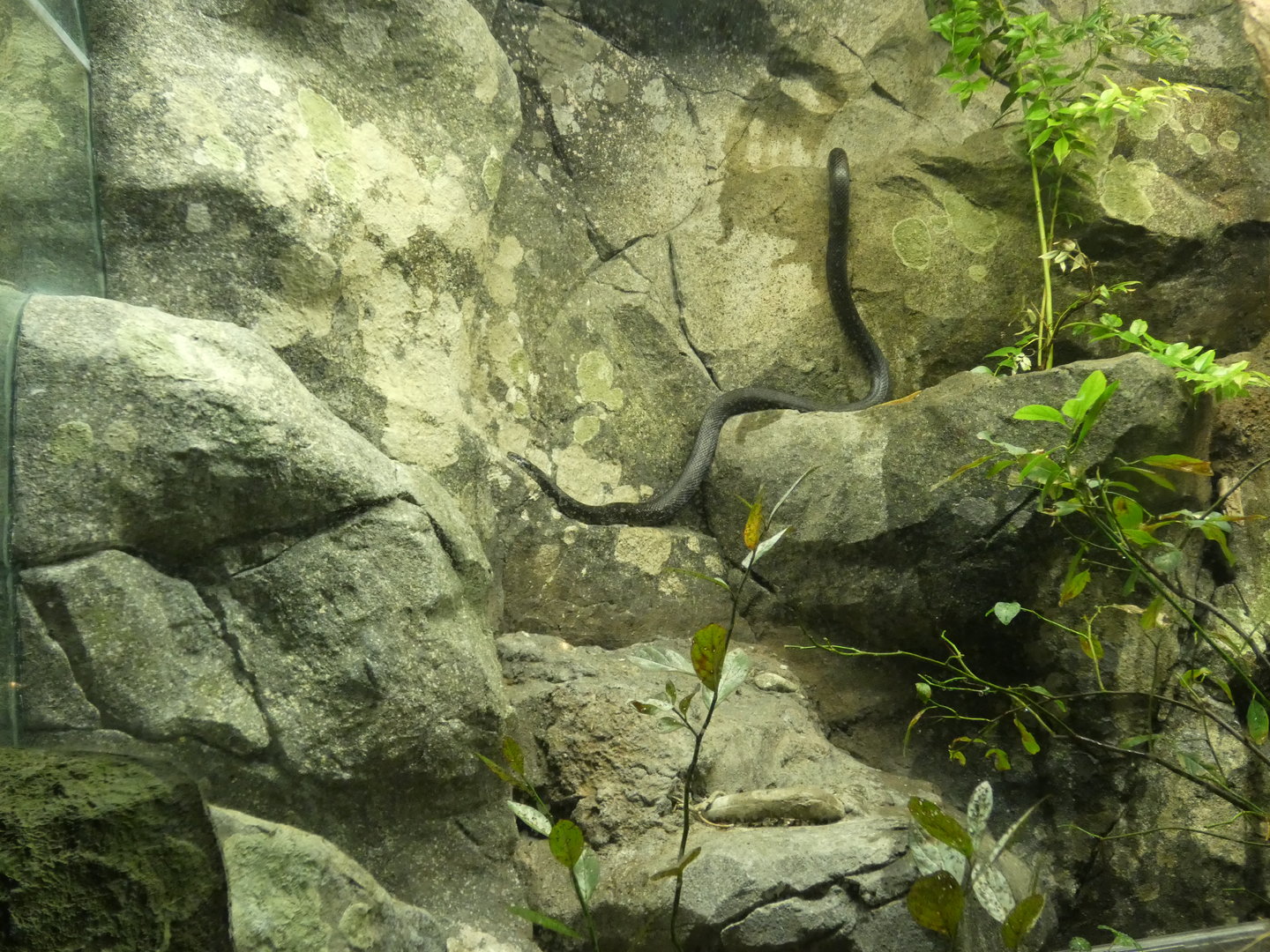 Eastern Rat Snake at the North Carolina Zoo