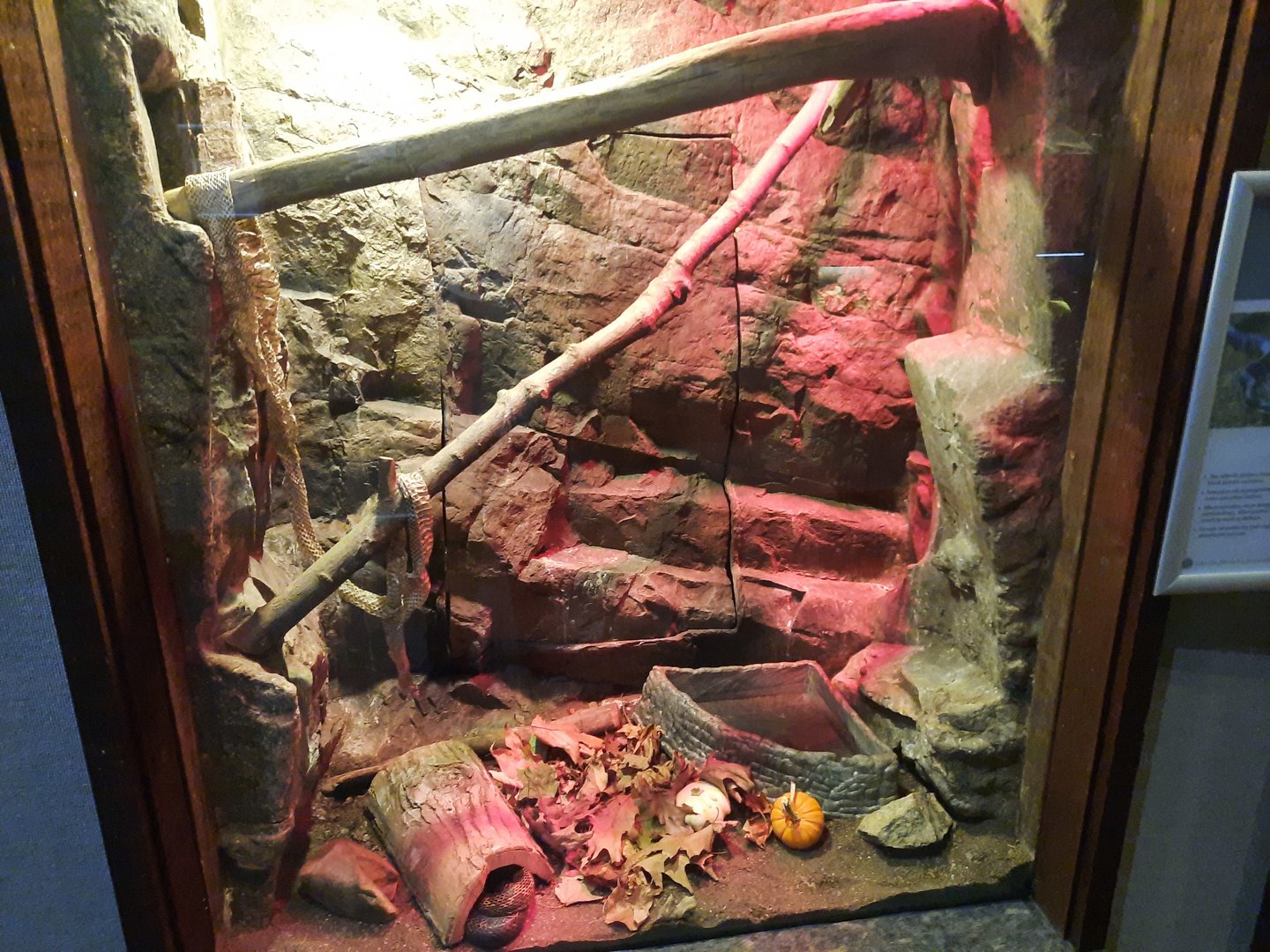 Eastern Rat Snake Exhibit