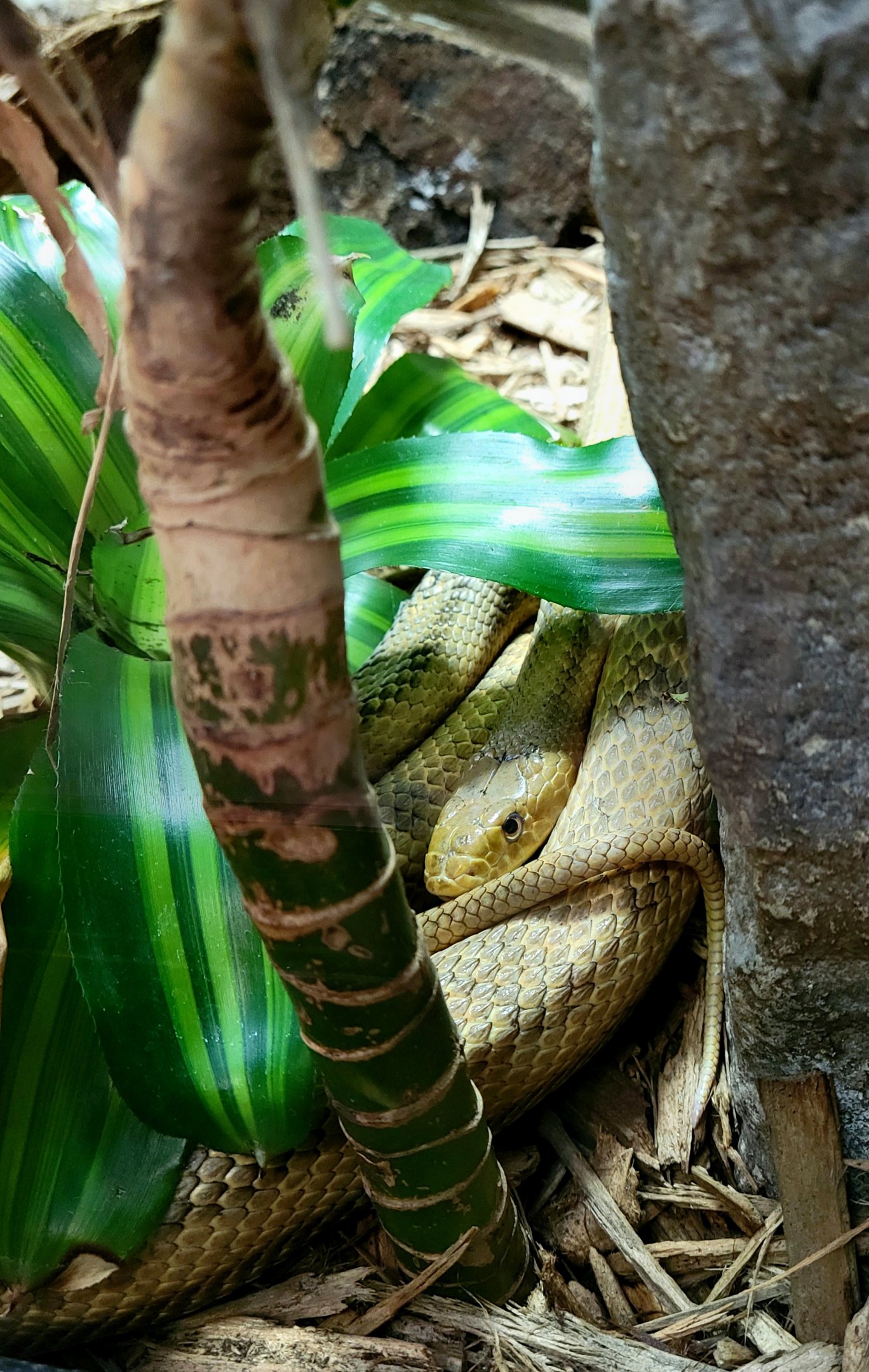 Eastern Rat Snake-Greenville Zoo