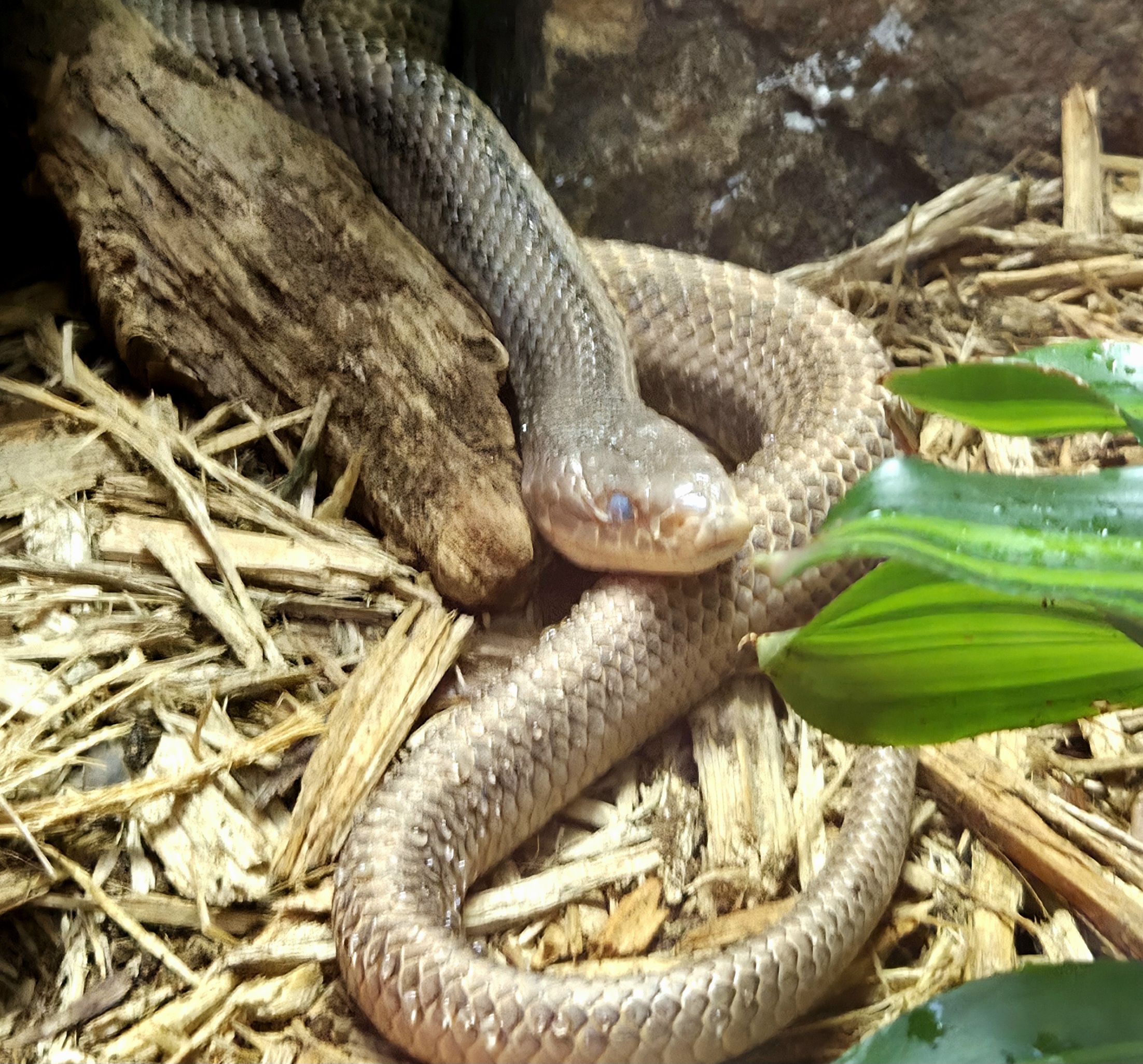 Eastern Rat Snake  - Greenville Zoo