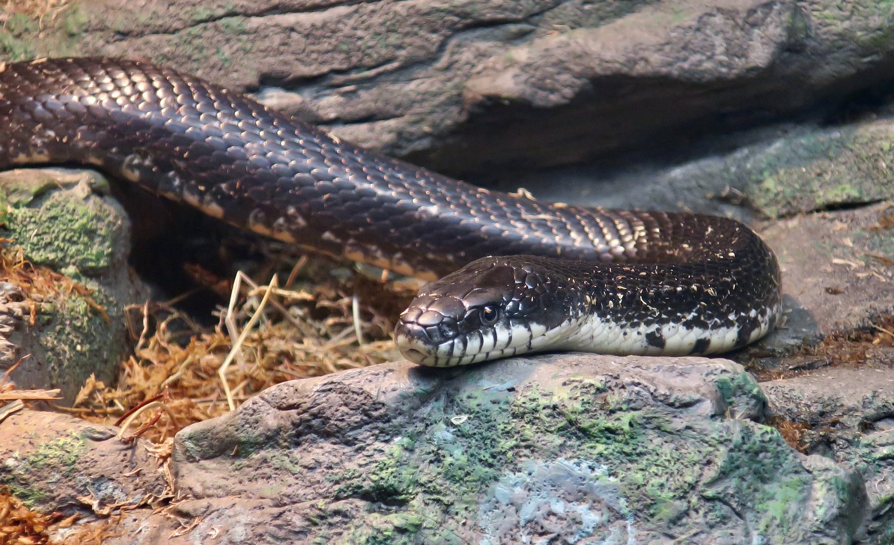 Eastern Rat Snake (Pantherophis alleghaniensis)