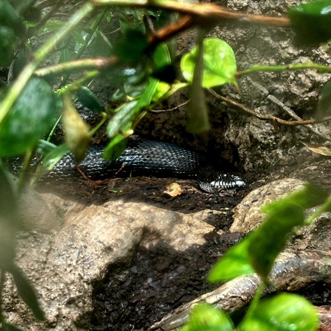 Eastern Rat Snake (Pantherophis alleghaniensis)