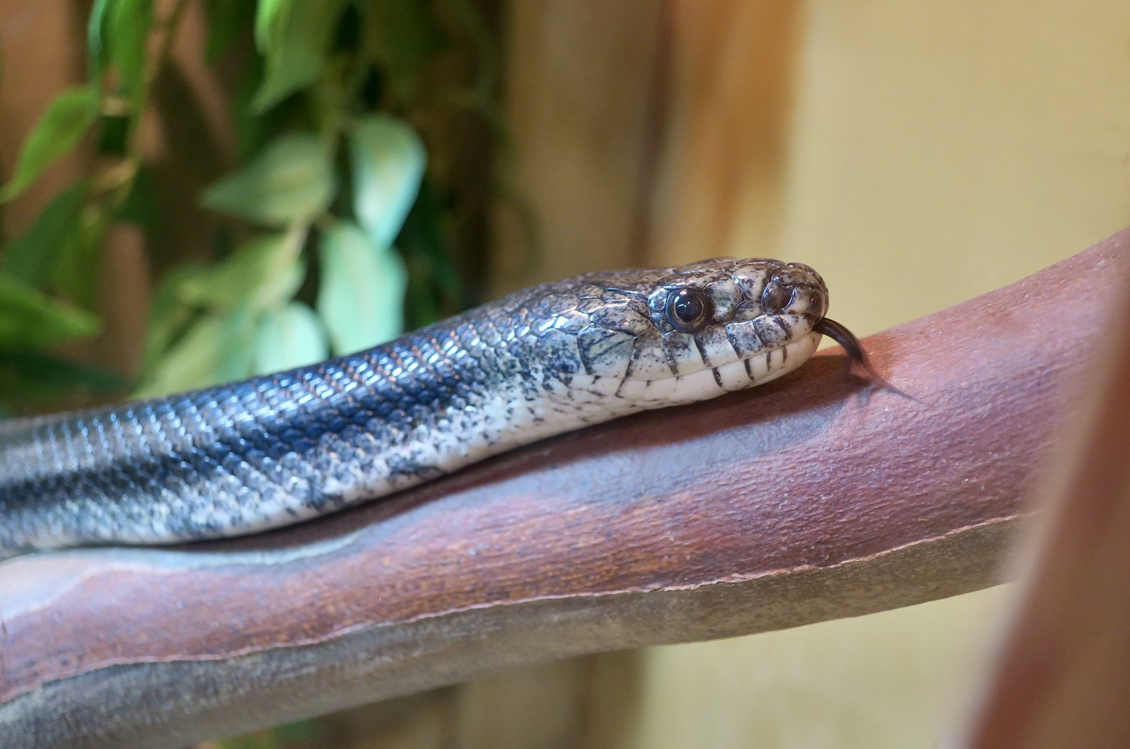 Eastern Rat Snake (Pantherophis quadrivittatus) - Cold Spring Harbor Fish Hatchery & Aquarium