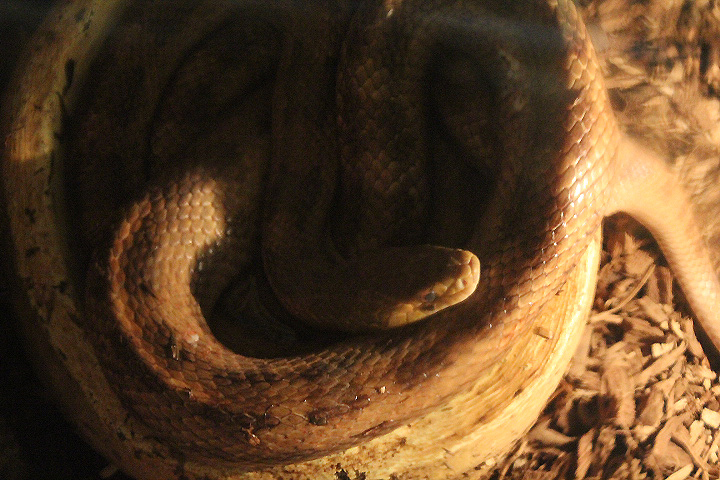 Eastern rat snake (Pantherophis quadrivittatus)