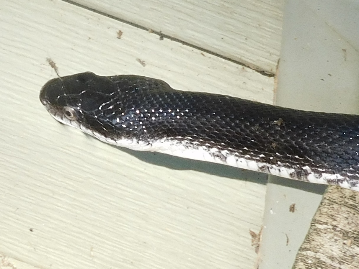 Eastern rat snake