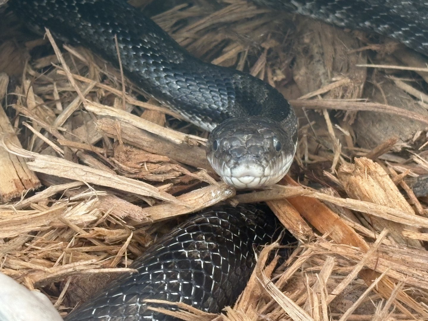 Eastern Rat Snake