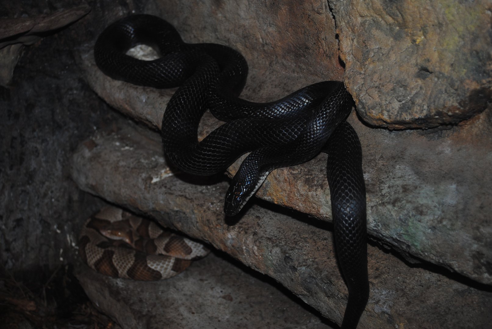 Eastern Ratsnake