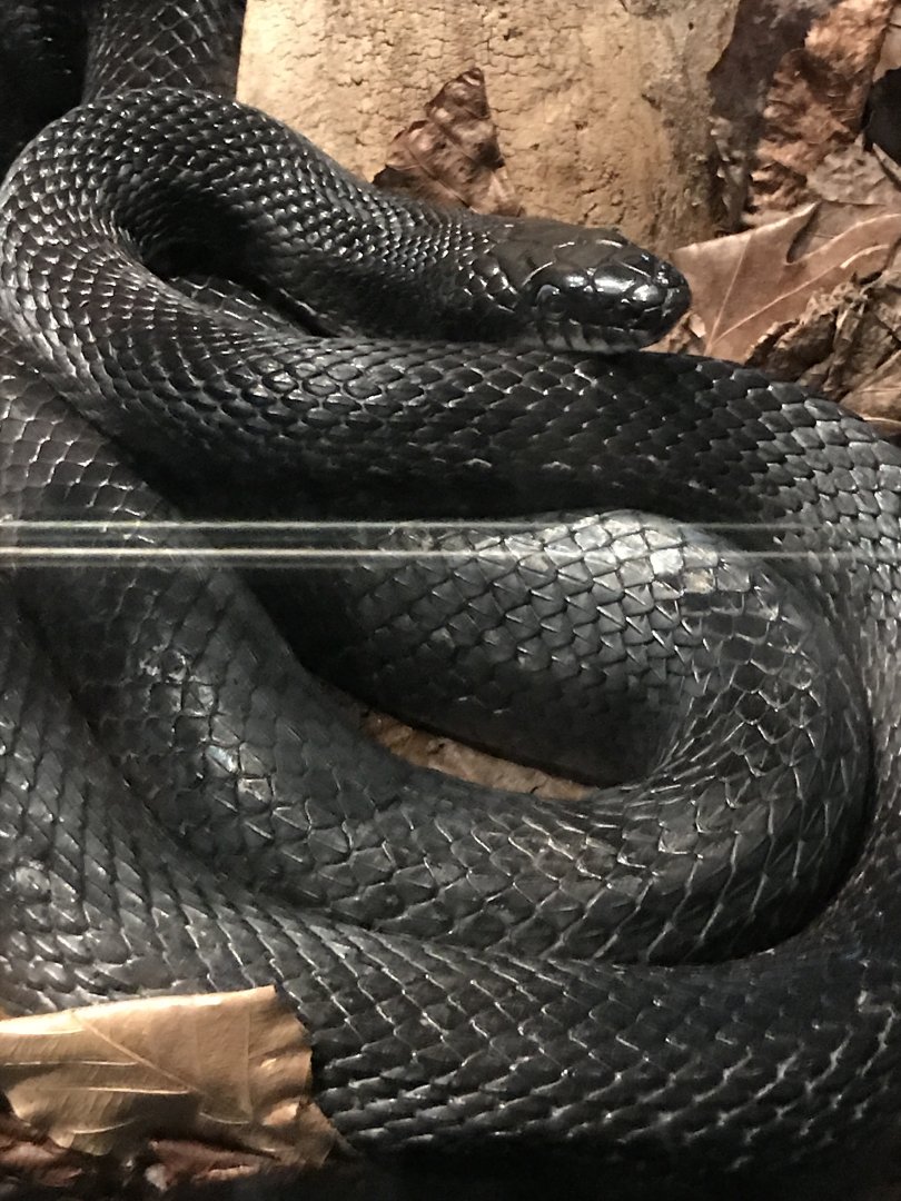 Eastern ratsnake