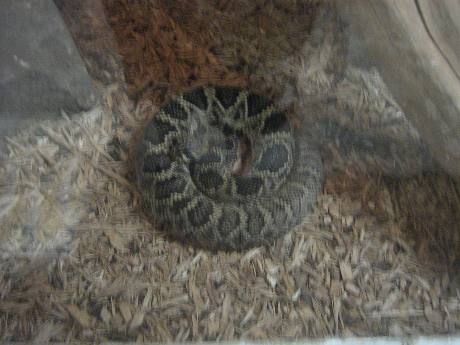 eastern rattlesnake