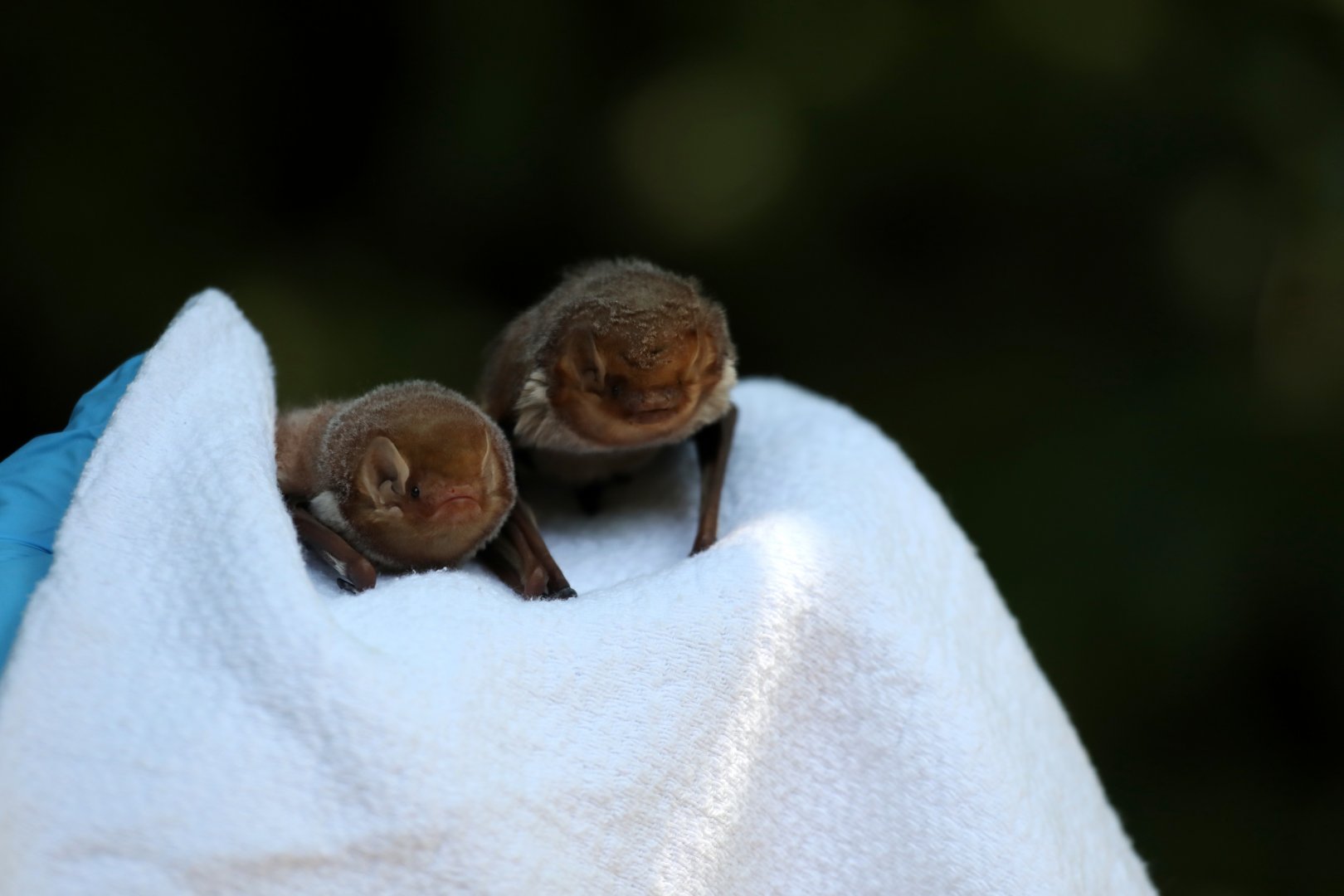 eastern red bat (Lasiurus borealis) LEFT, Seminole bat (Lasiurus seminolus) RIGHT