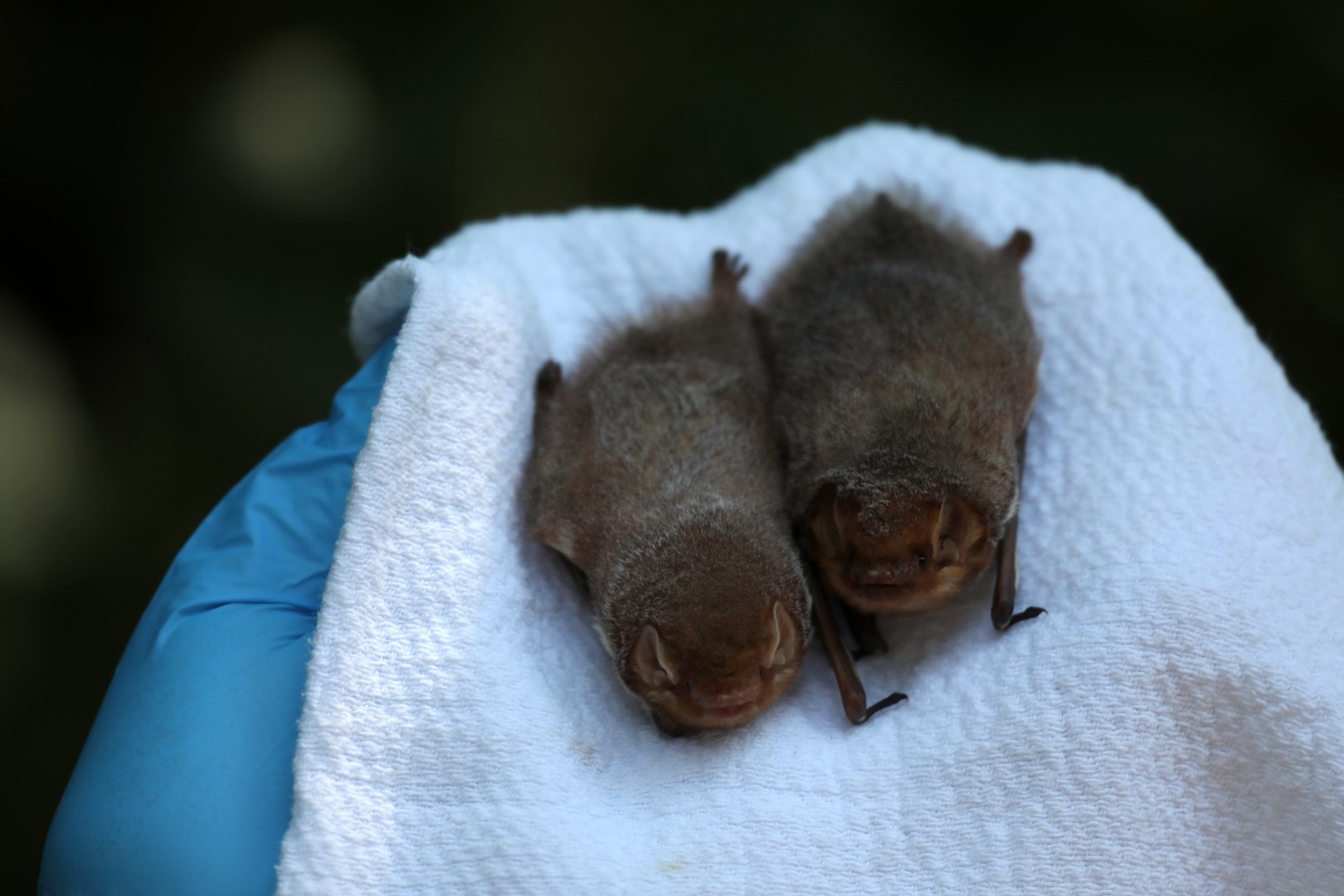 eastern red bat (Lasiurus borealis) LEFT, Seminole bat (Lasiurus seminolus) RIGHT