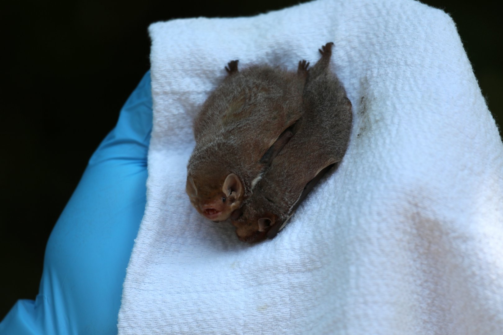 eastern red bat (Lasiurus borealis) LEFT, Seminole bat (Lasiurus seminolus) RIGHT