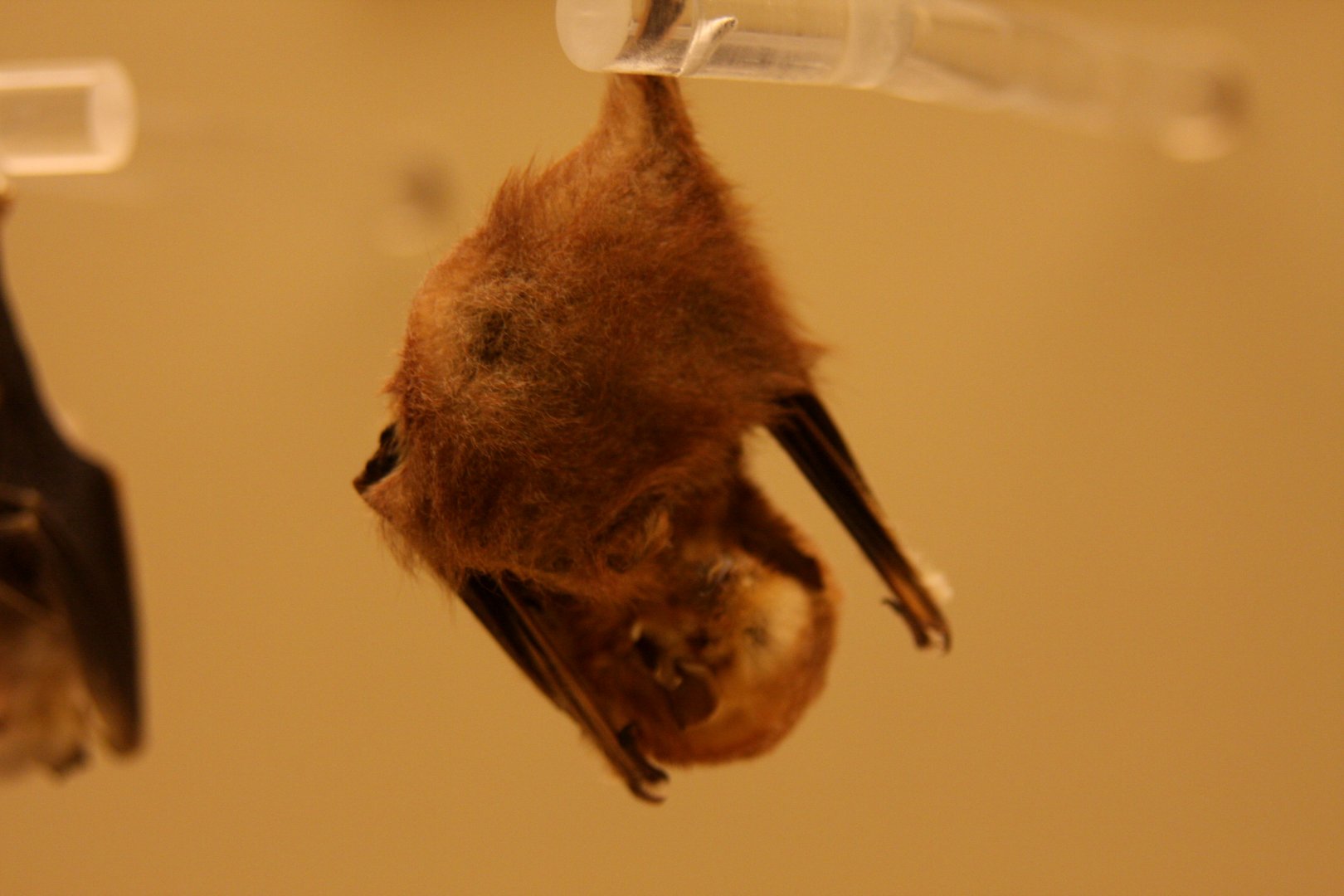 eastern red bat (Lasiurus borealis)