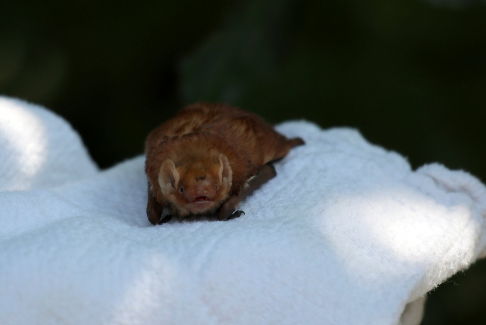 eastern red bat (Lasiurus borealis)