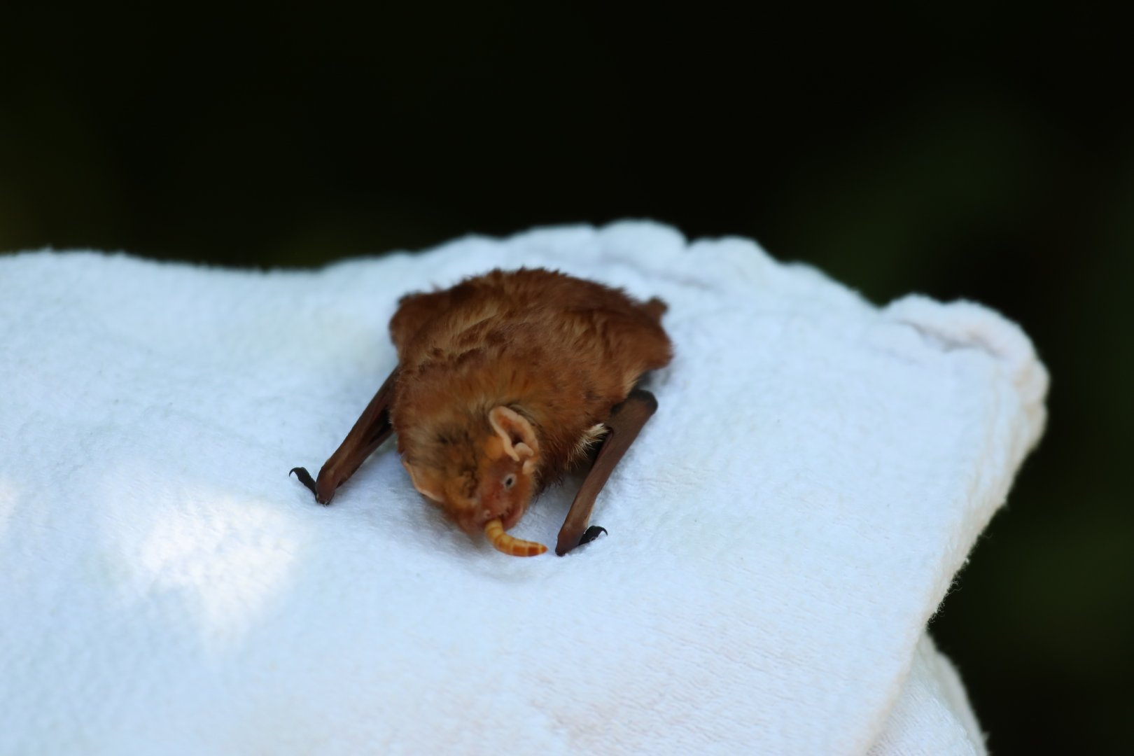 eastern red bat (Lasiurus borealis)