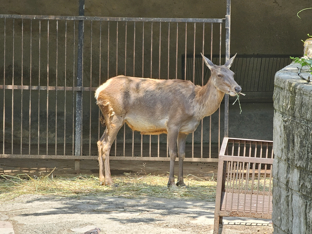 Eastern Red Deer ssp ID? 05/2025