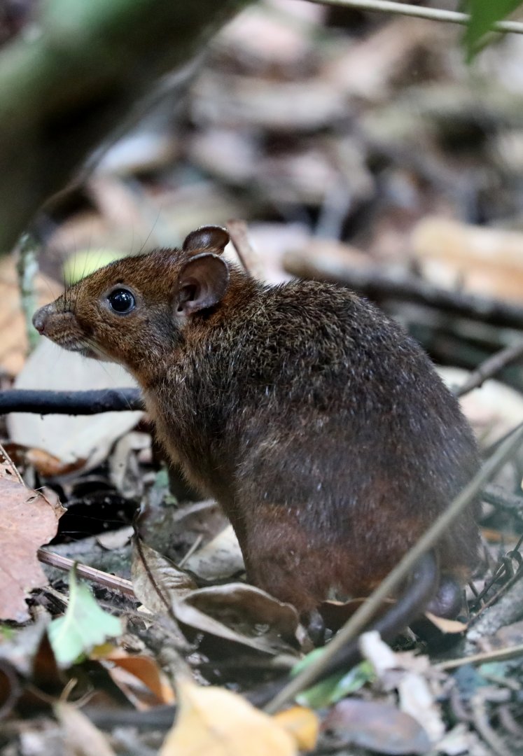 eastern red forest rat (Nesomys rufus)