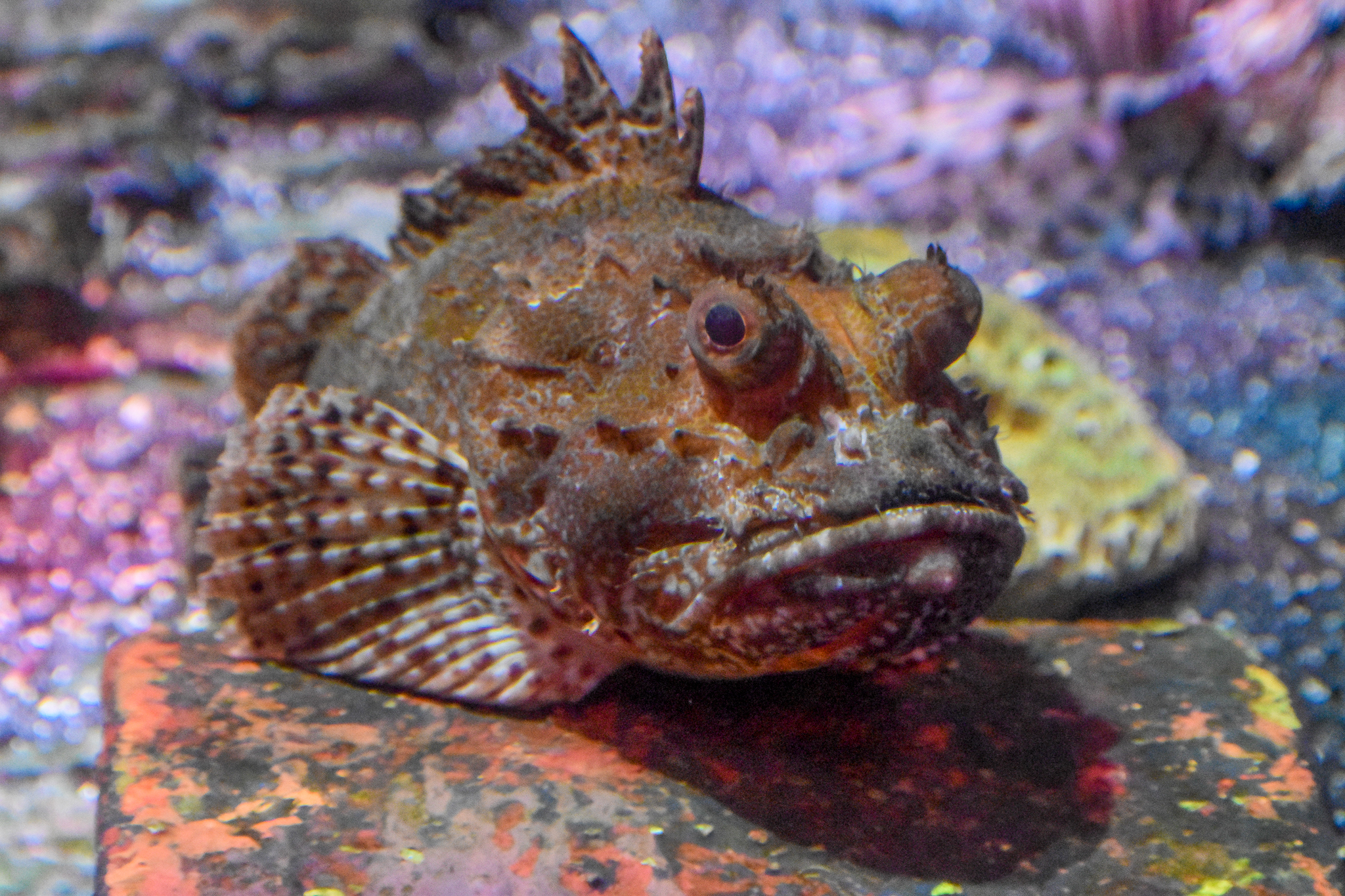 Eastern Red Scorpionfish (Scorpaena jacksoniensis)