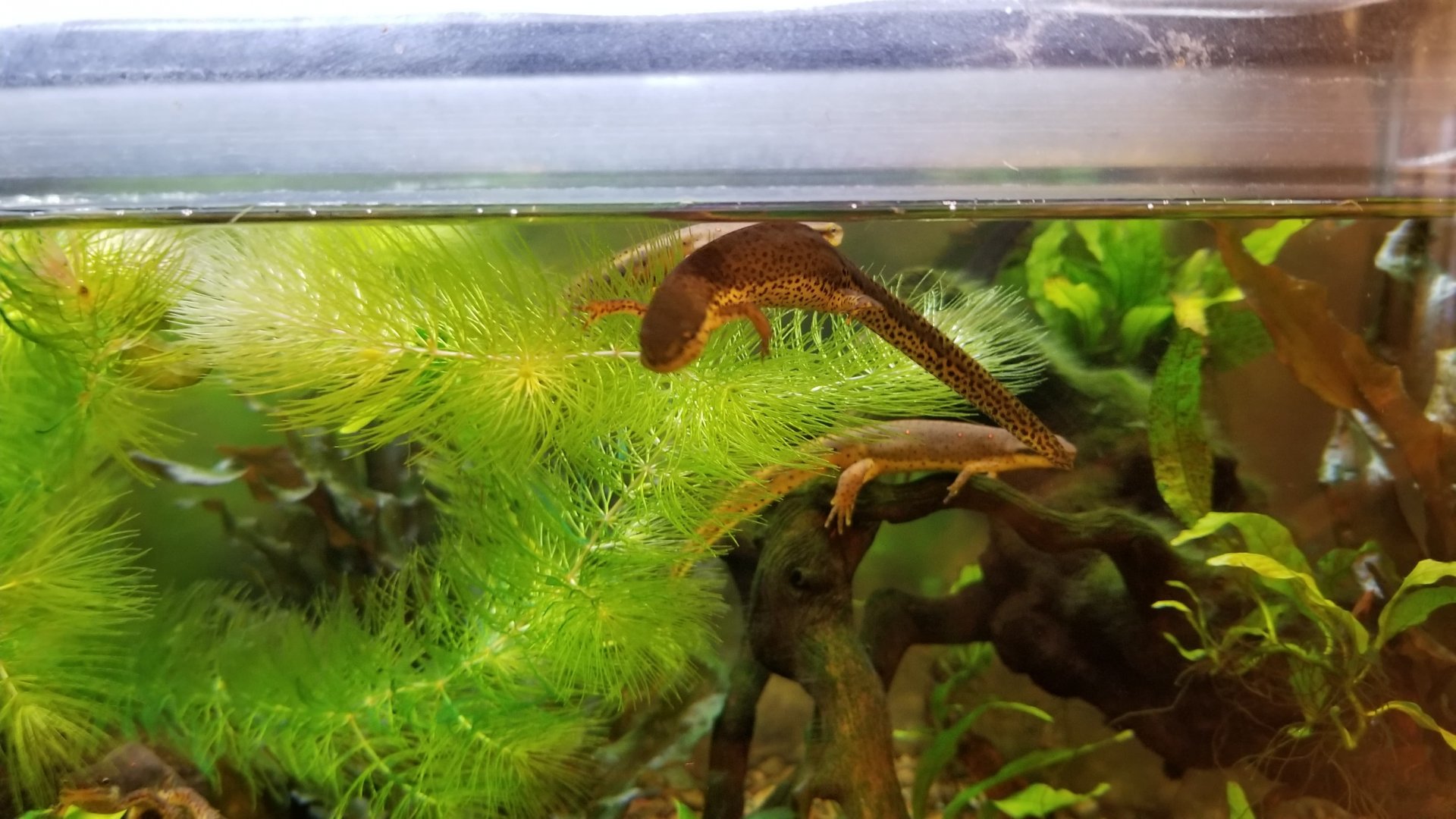 Eastern Red Spotted Newt, Amazonia
