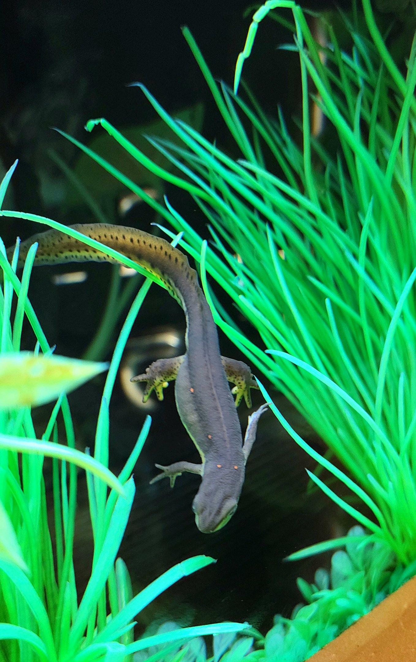 Eastern Red-Spotted Newt-April 2025