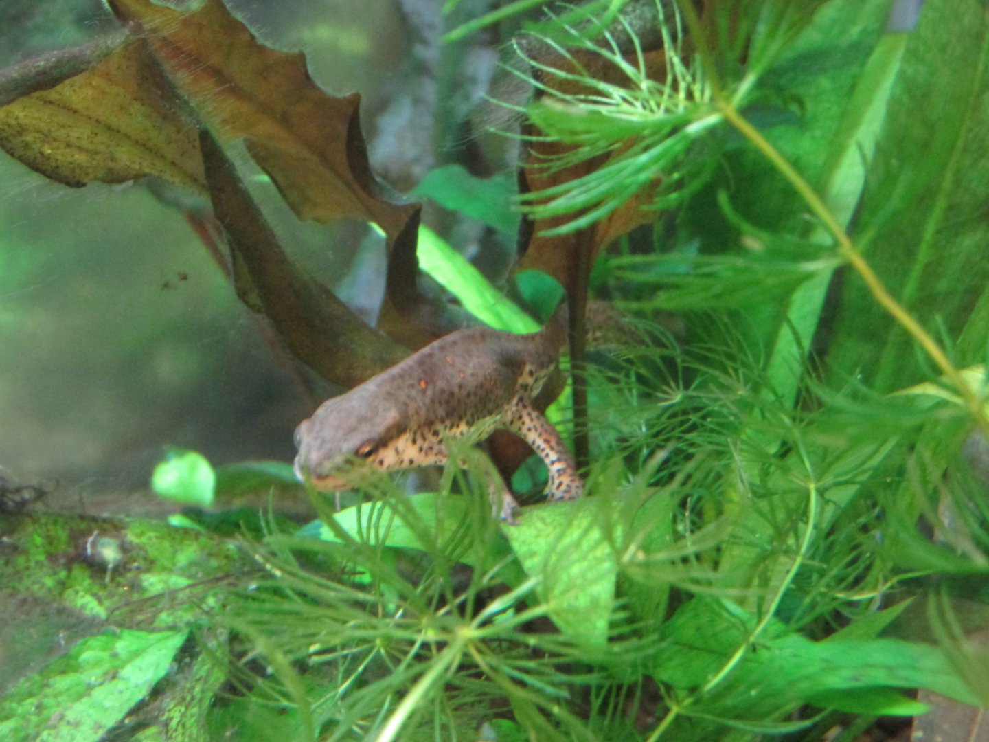eastern red spotted newt